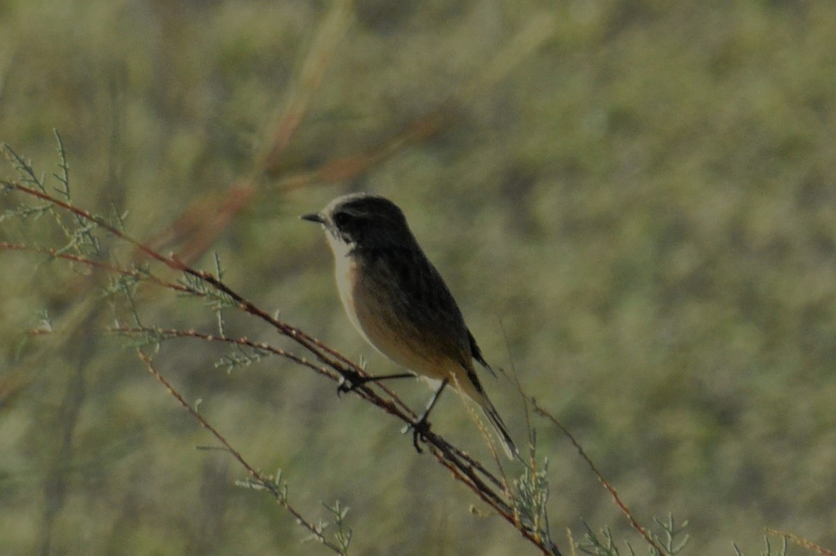 European Stonechat - ML645401414