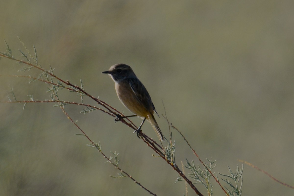 European Stonechat - ML645401415
