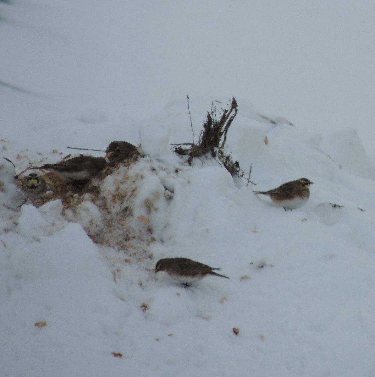 Horned Lark - ML645401417