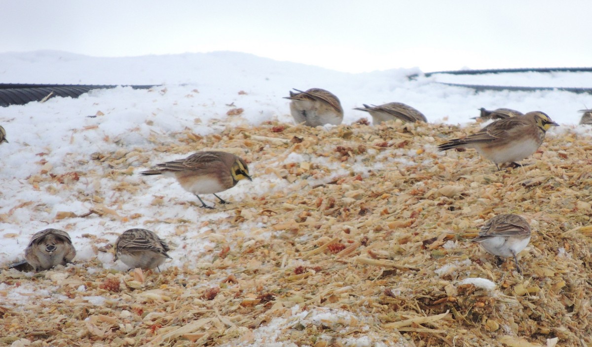 Horned Lark - ML645401424