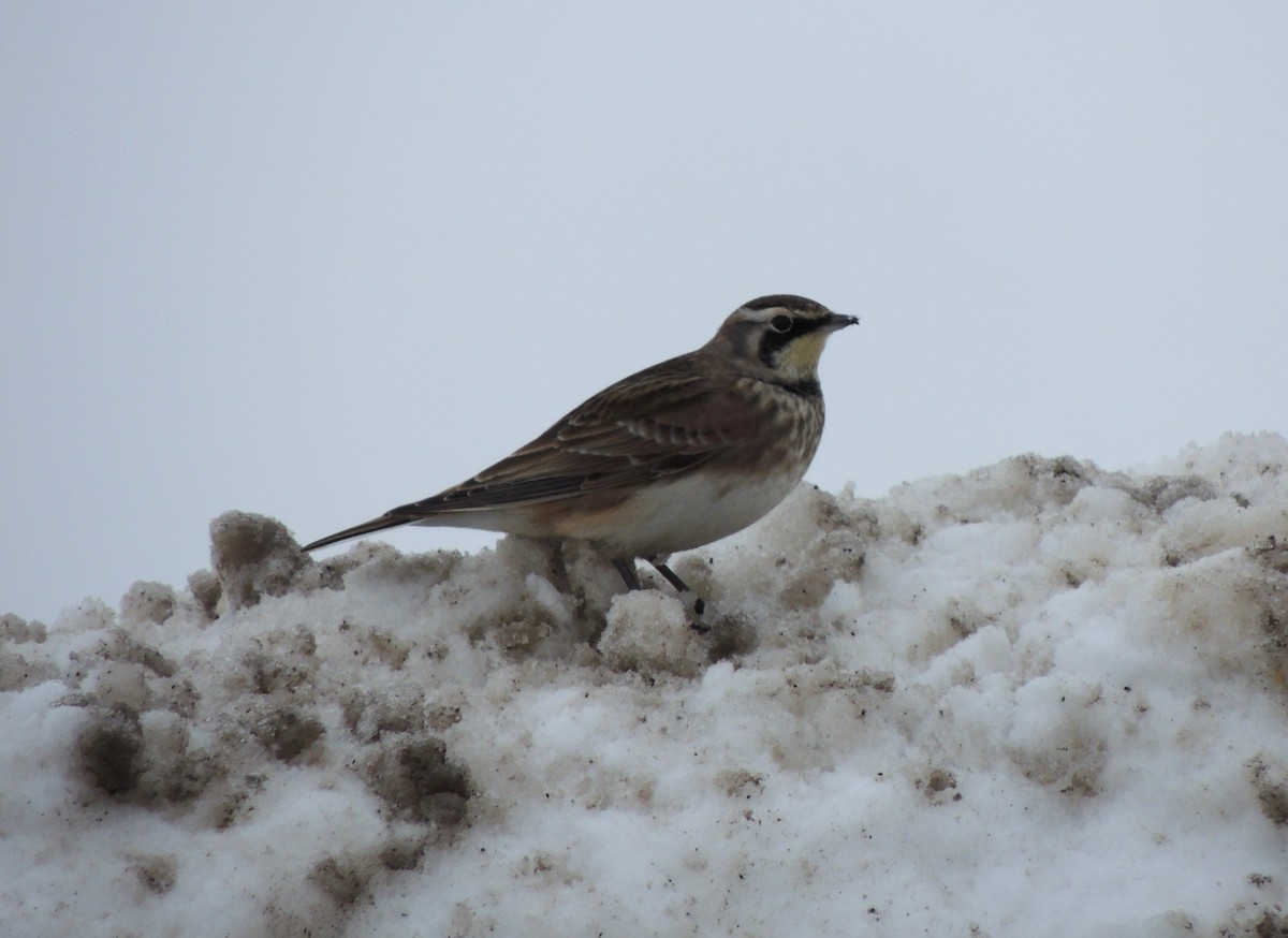 Horned Lark - ML645401425