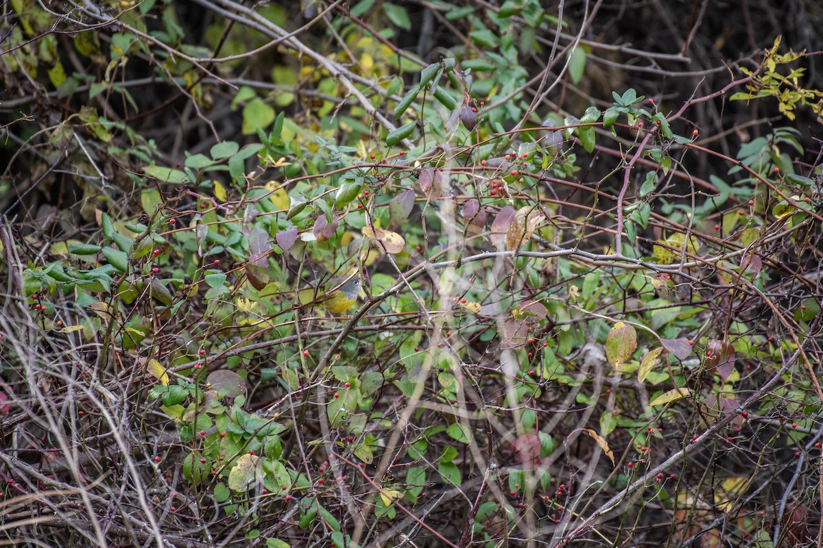 MacGillivray's Warbler - ML645401427