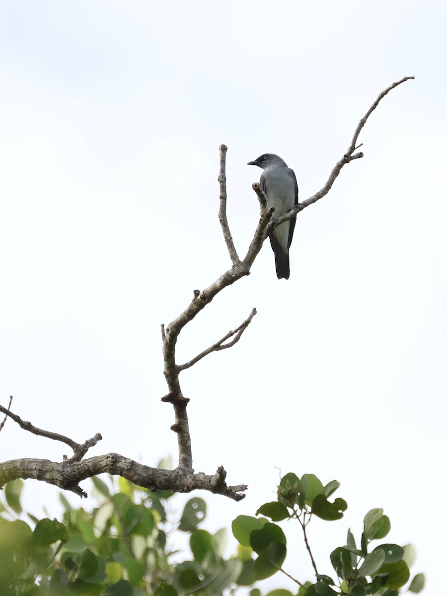 Шикачик білогузий - ML645401429