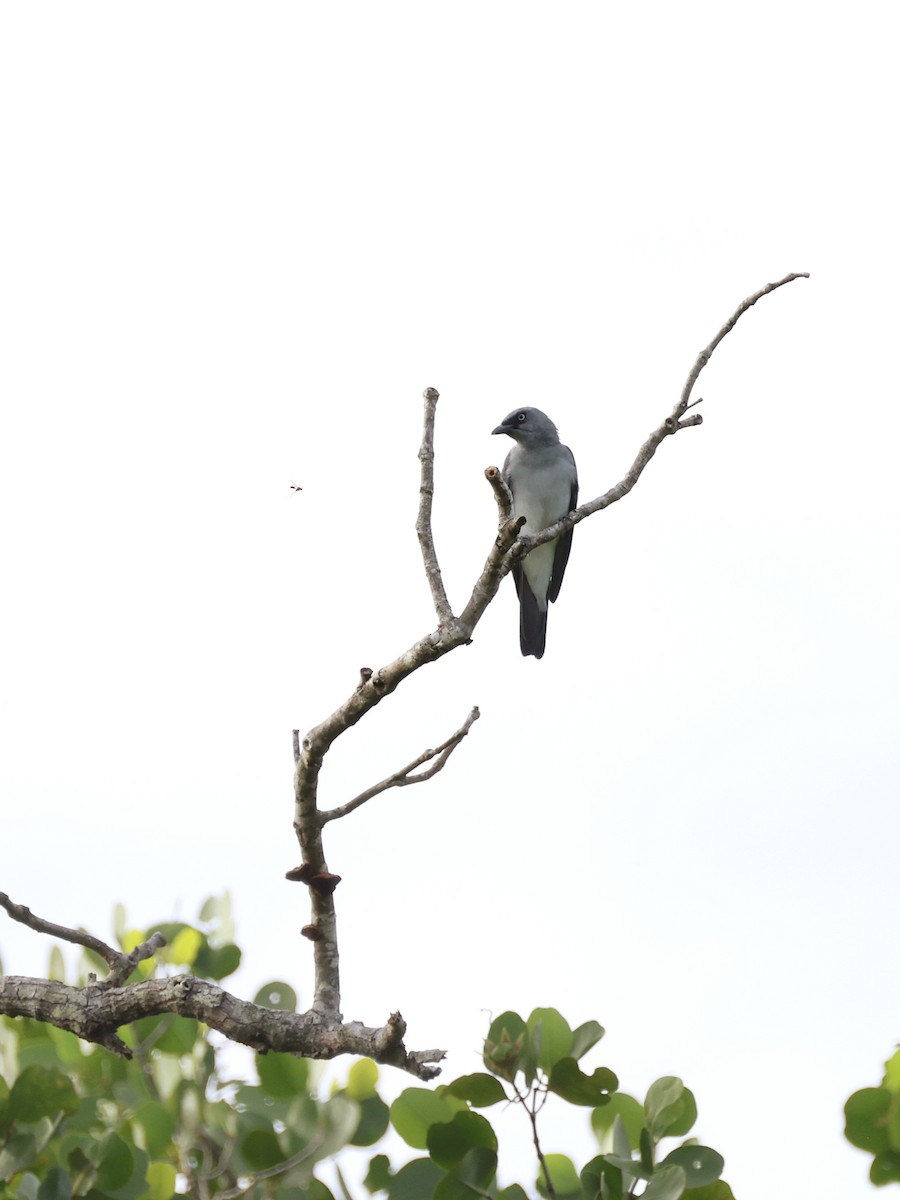 Шикачик білогузий - ML645401430