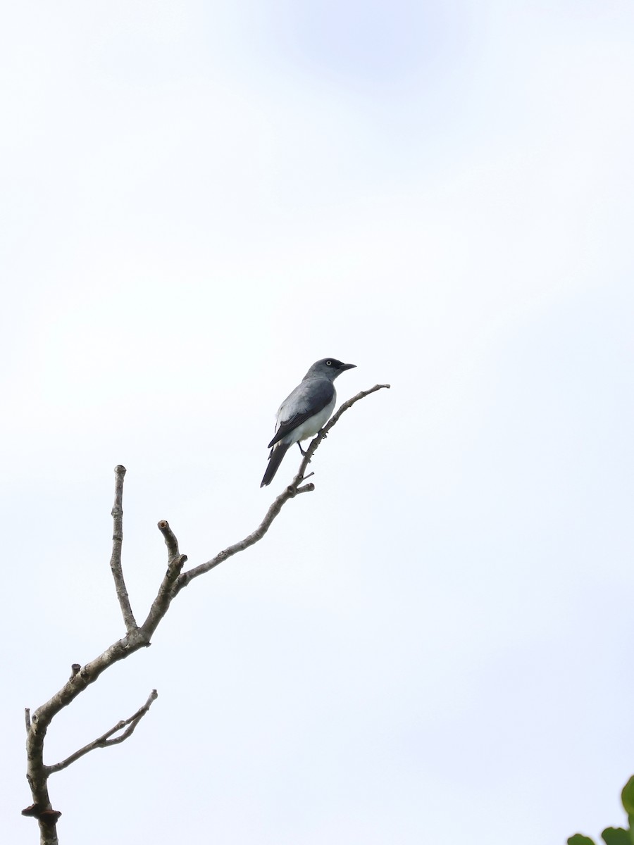 Шикачик білогузий - ML645401431