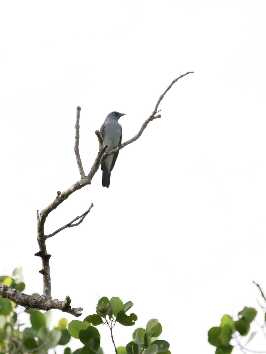 Шикачик білогузий - ML645401432