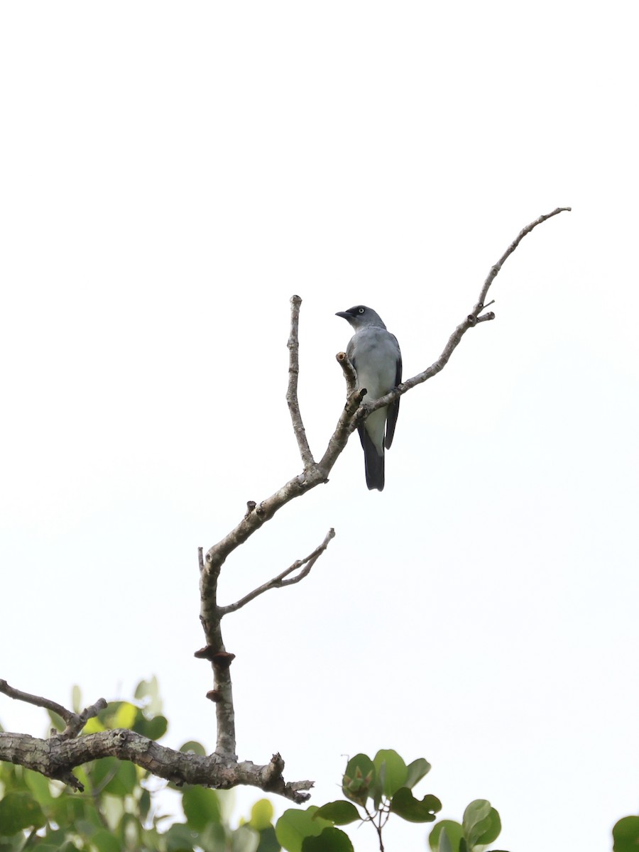 Шикачик білогузий - ML645401433