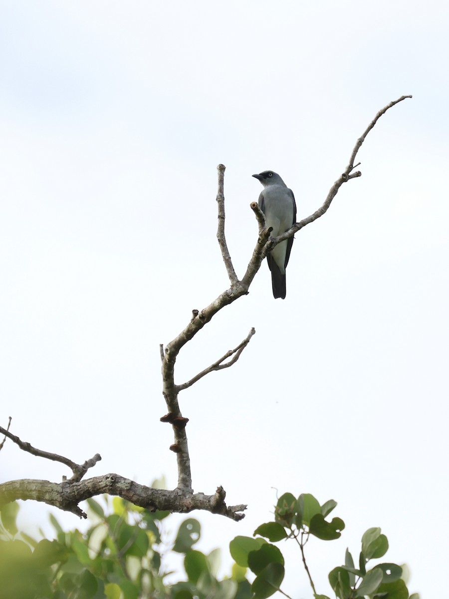 Шикачик білогузий - ML645401434