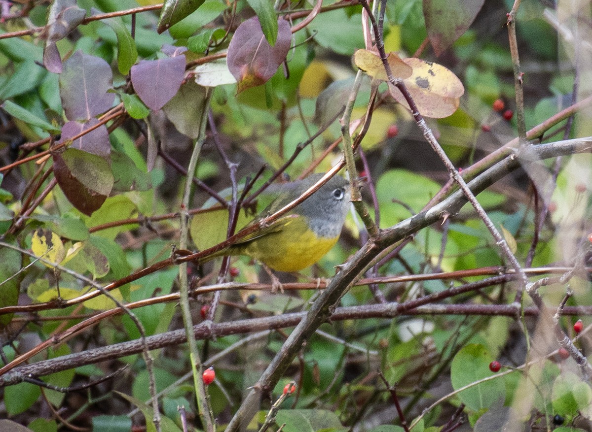 MacGillivray's Warbler - ML645401436
