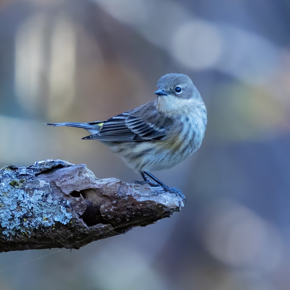 Yellow-rumped Warbler (Myrtle) - ML645401446