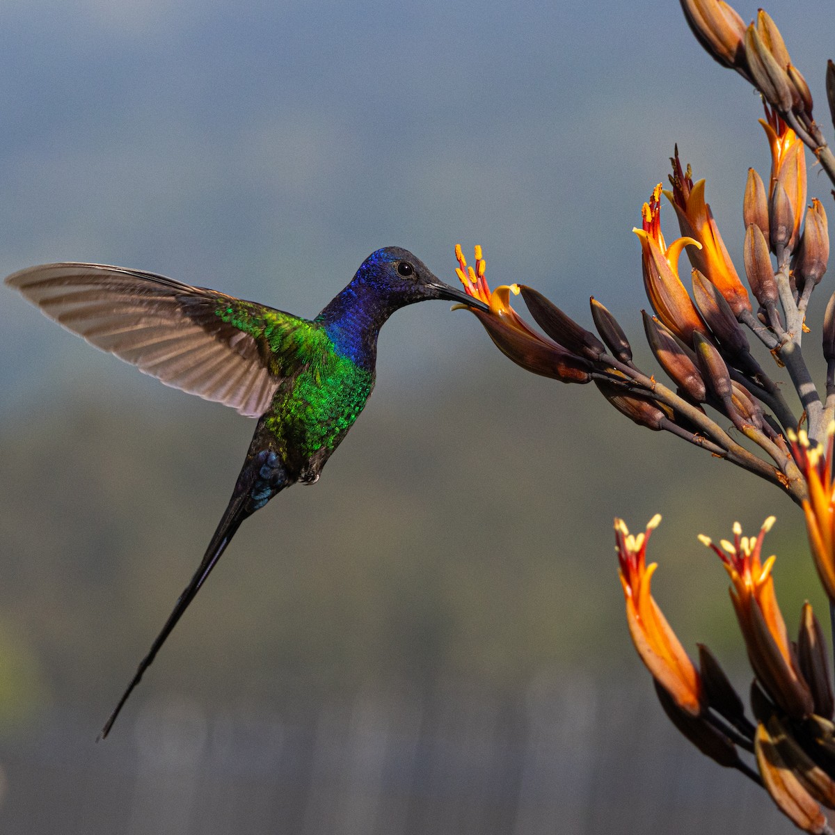Swallow-tailed Hummingbird - ML645401453