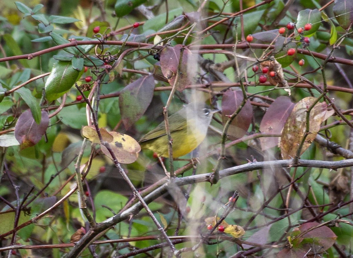 MacGillivray's Warbler - ML645401457