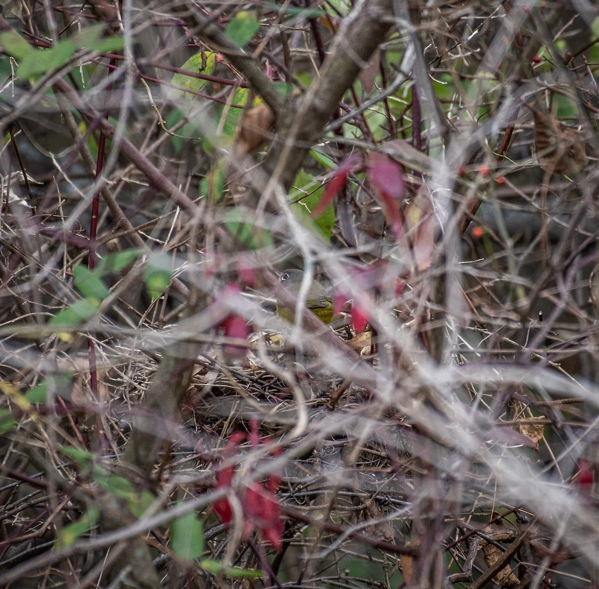 MacGillivray's Warbler - ML645401461