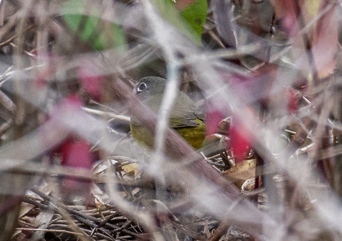 MacGillivray's Warbler - ML645401467