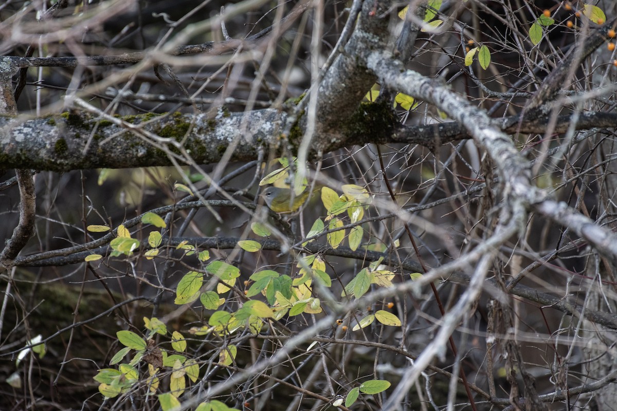 MacGillivray's Warbler - ML645401470