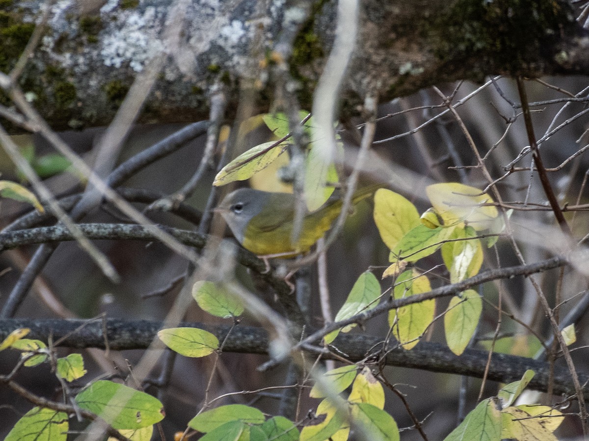MacGillivray's Warbler - ML645401475