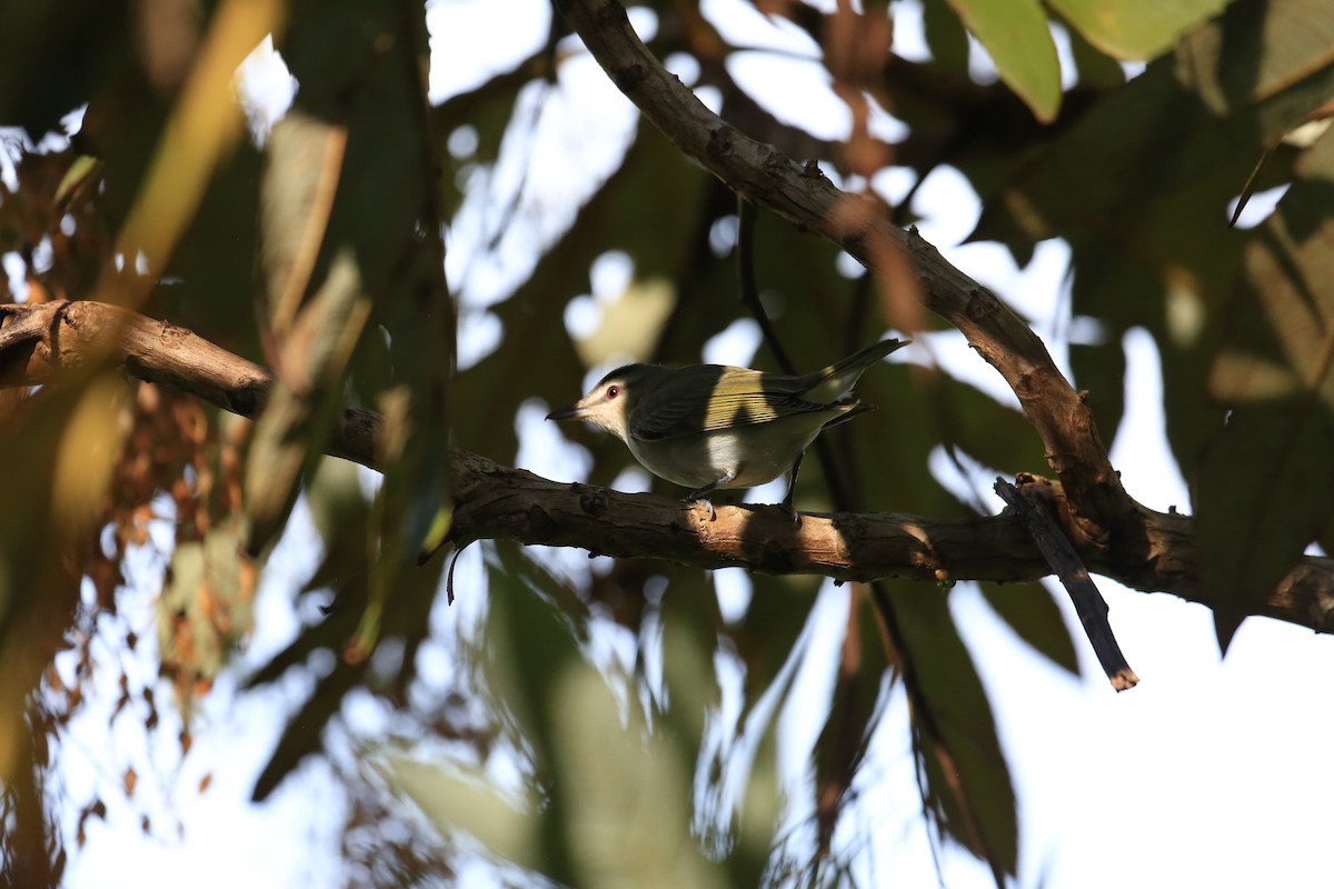 Красноглазый виреон - ML645401486