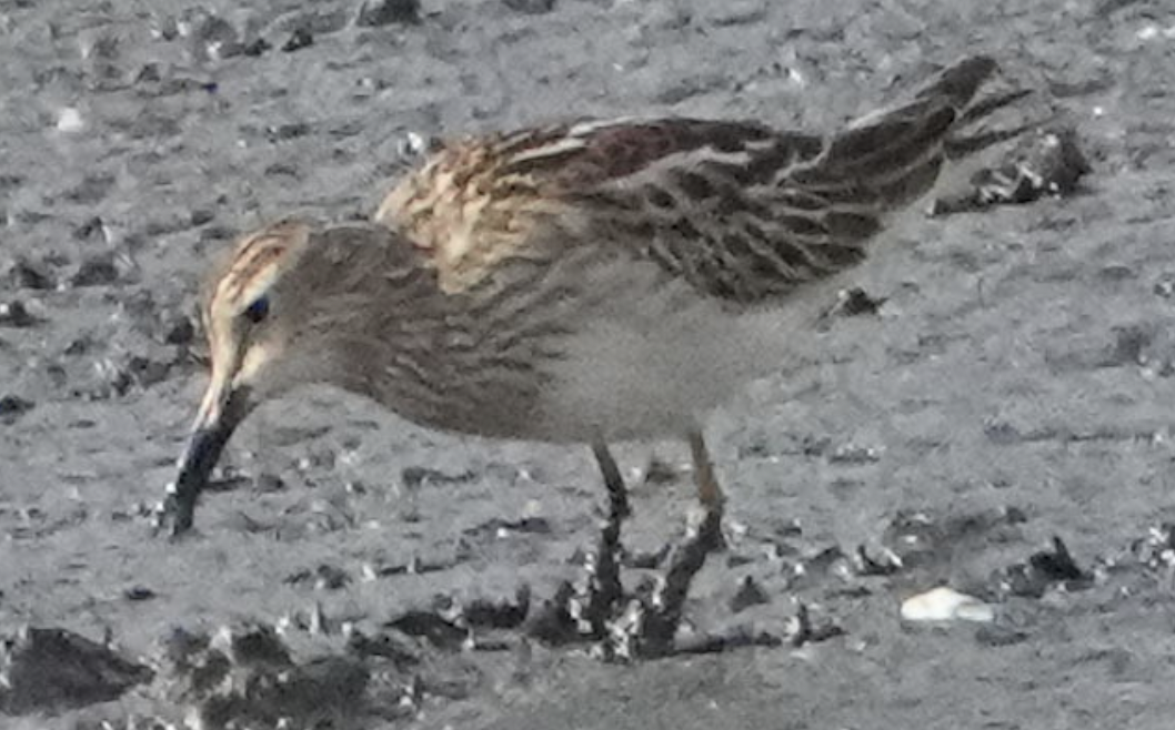 アメリカウズラシギ - ML645401511