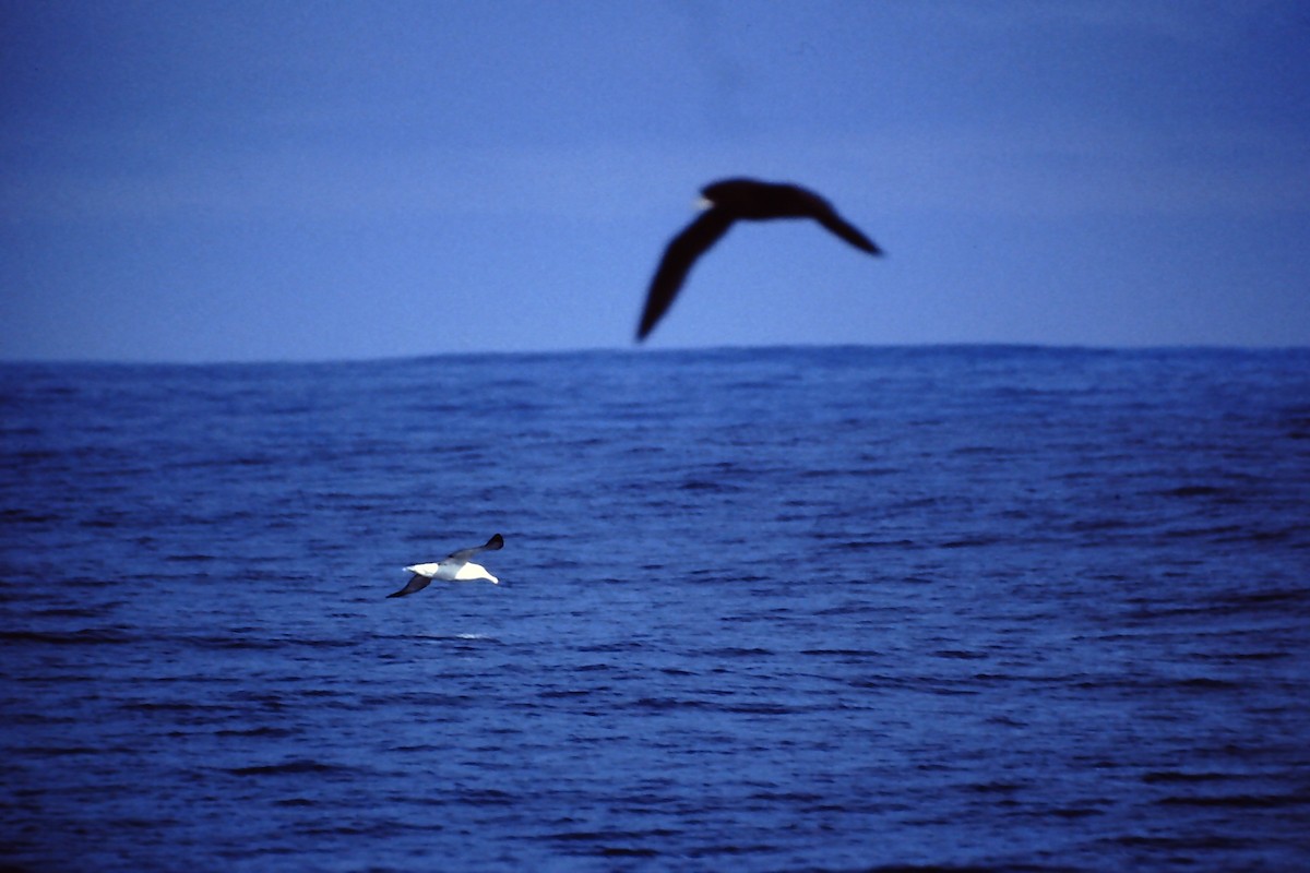 Northern Royal Albatross - ML645401512