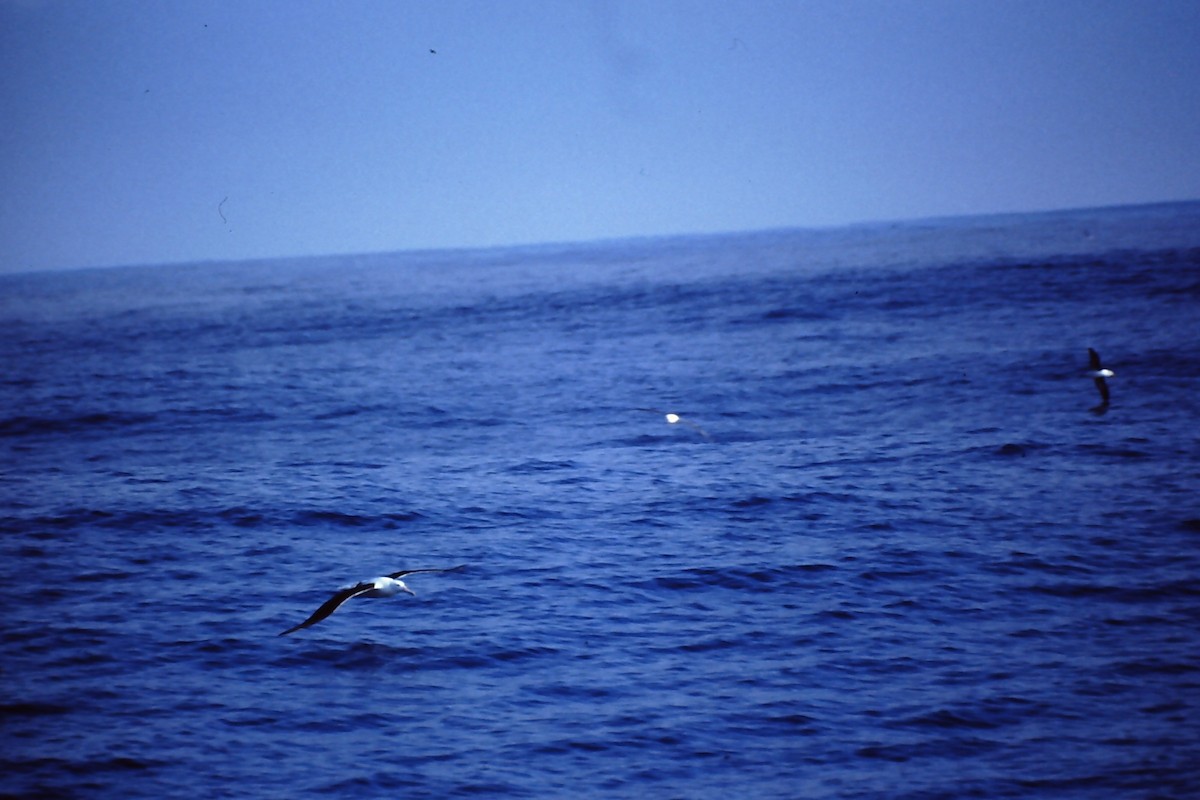 Northern Royal Albatross - ML645401513