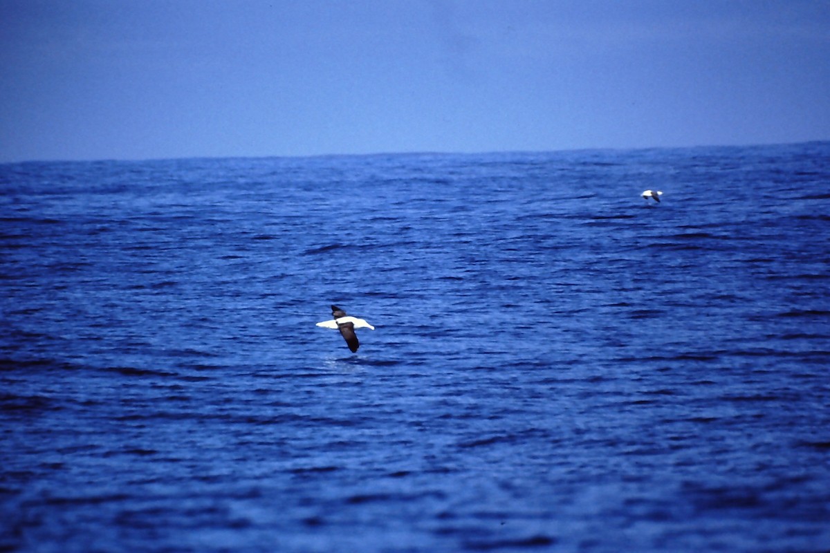 Northern Royal Albatross - ML645401515