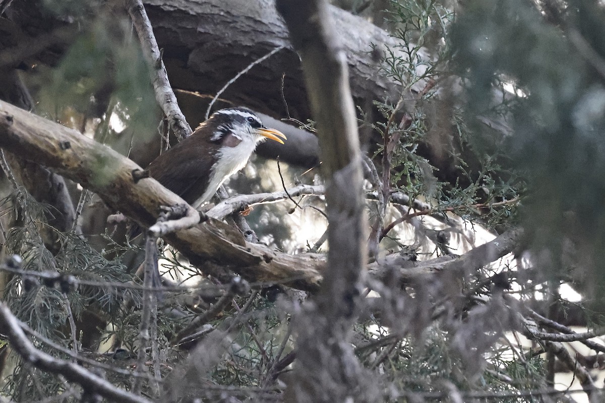 Sri Lanka Scimitar-Babbler - ML645401518
