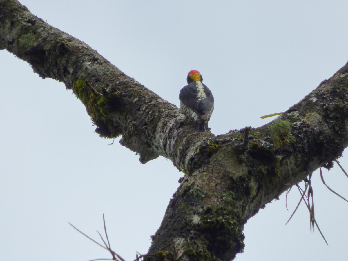 Beautiful Woodpecker - ML645401520