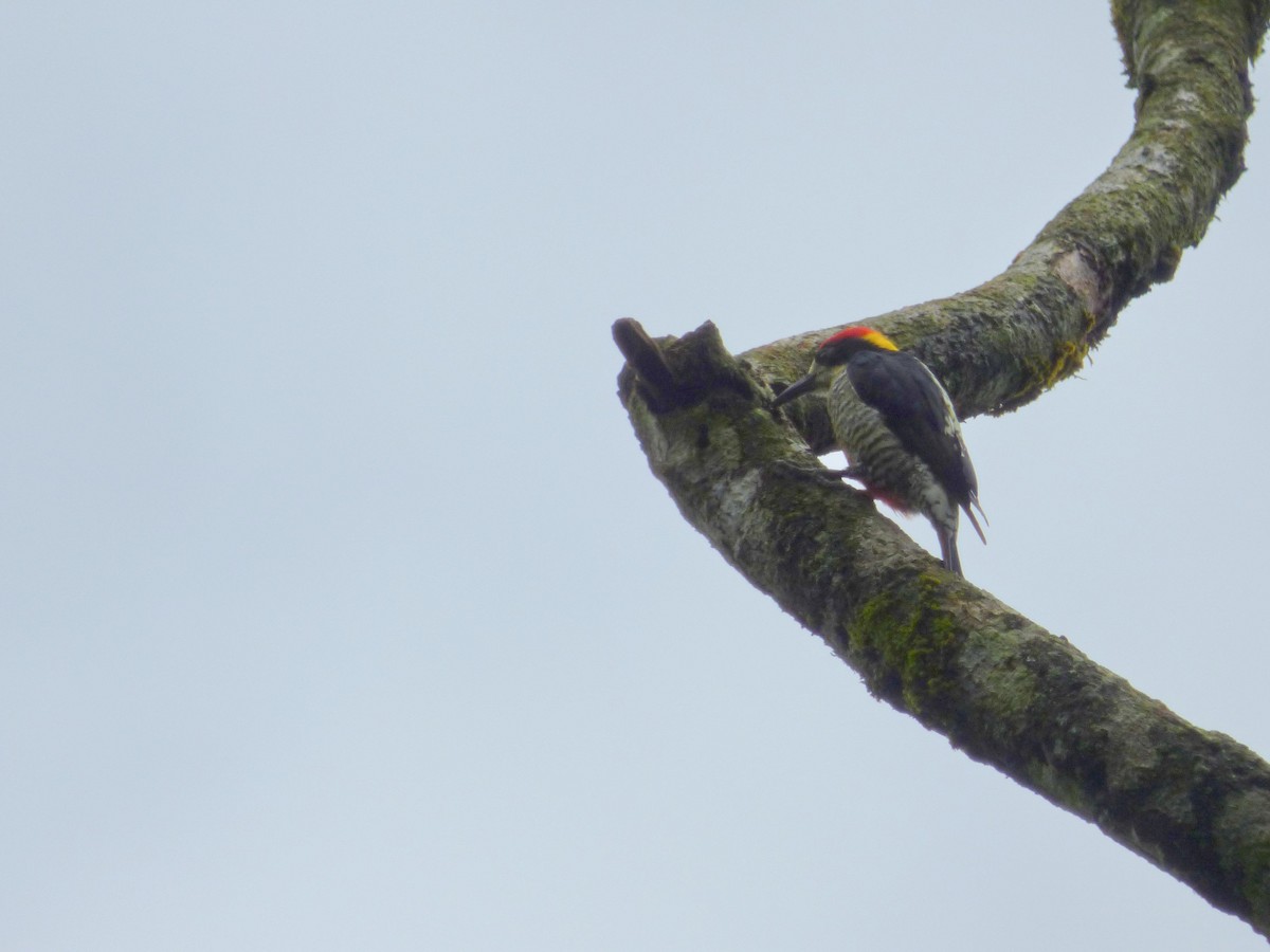 Beautiful Woodpecker - ML645401521