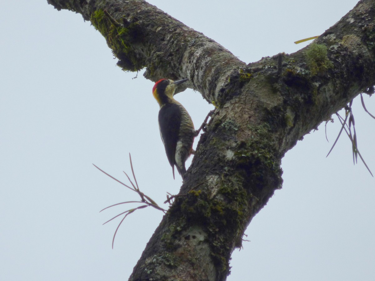 Beautiful Woodpecker - ML645401522