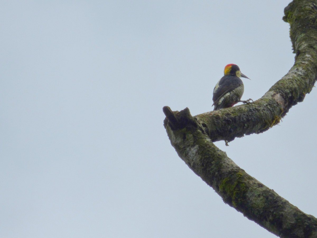 Beautiful Woodpecker - ML645401523