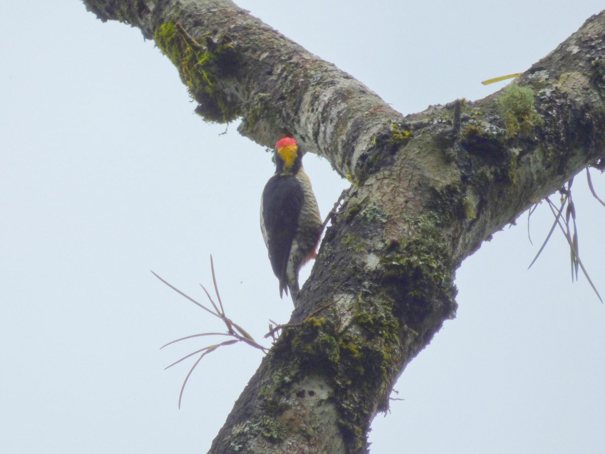 Beautiful Woodpecker - ML645401524