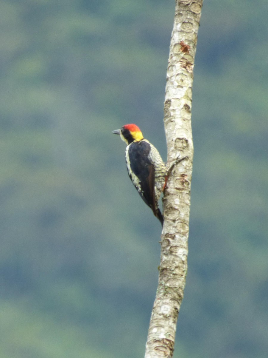 Beautiful Woodpecker - ML645401525