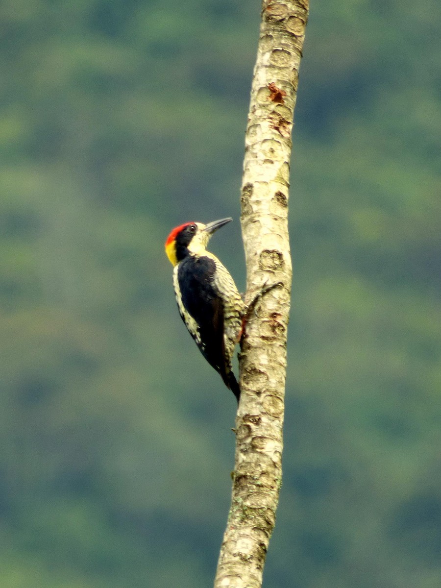 Beautiful Woodpecker - ML645401526