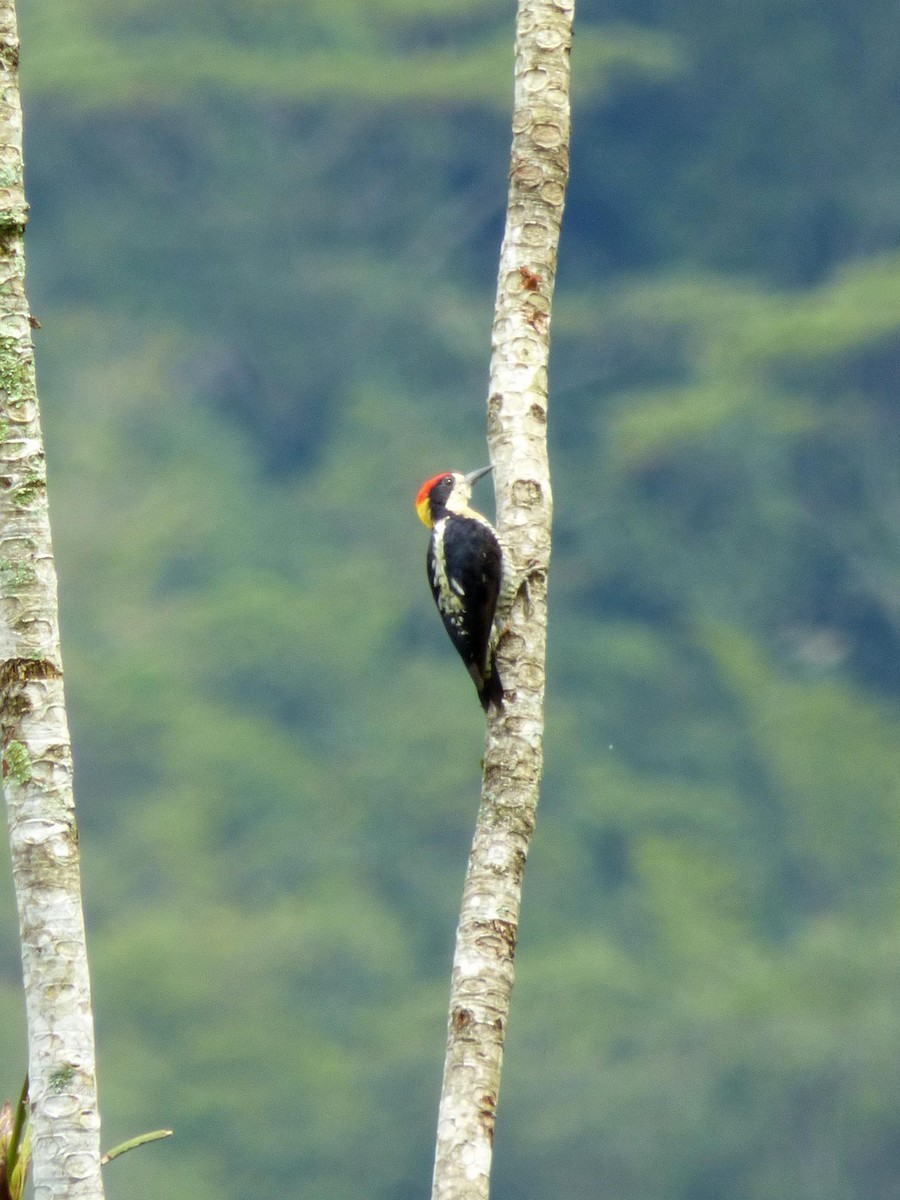 Beautiful Woodpecker - ML645401527