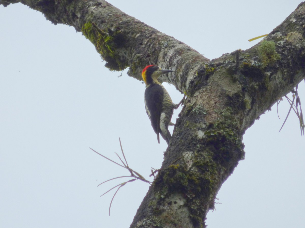 Beautiful Woodpecker - ML645401528
