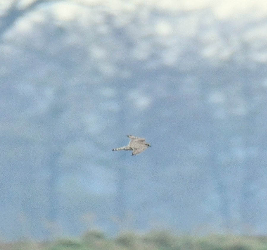 Merlin - ML645401529