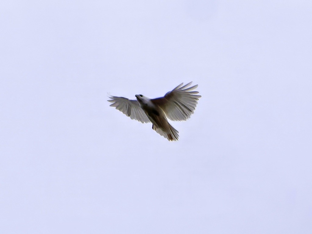 Краснохвостый канюк - ML645401557