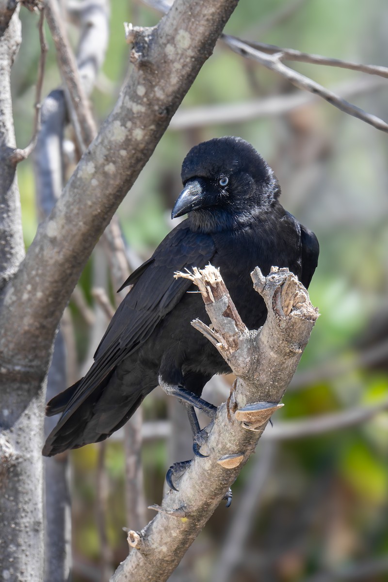 Torresian Crow - ML645401564