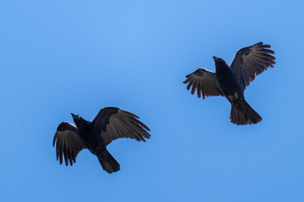 Torresian Crow - ML645401565