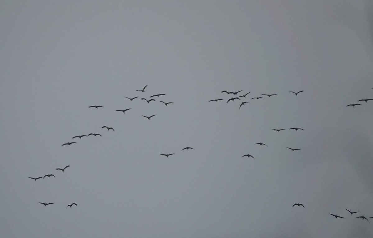 Sandhill Crane - ML645401571