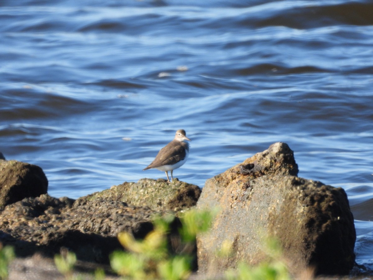 ביצנית נקודה - ML645401574