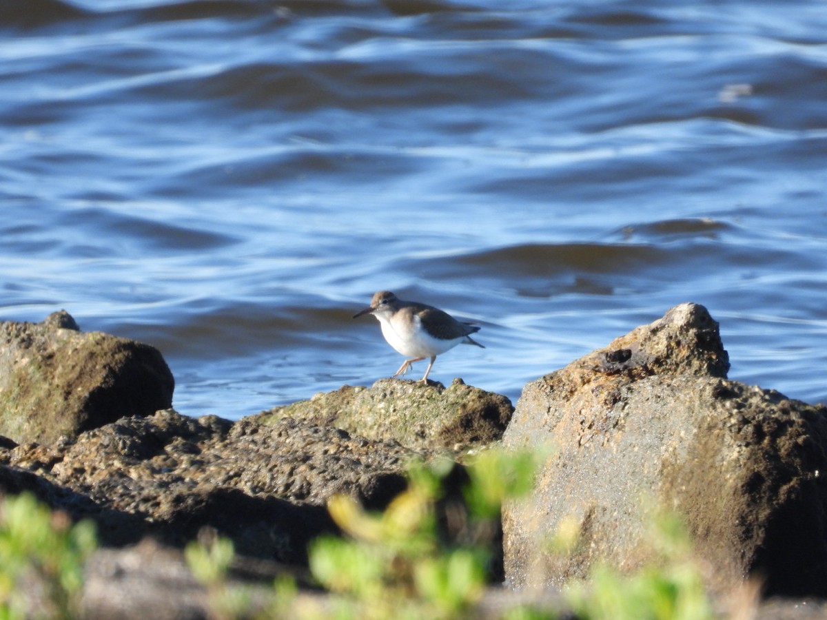 ביצנית נקודה - ML645401575