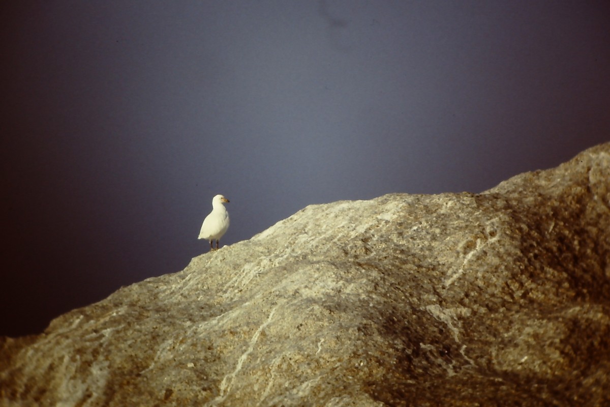 Snowy Sheathbill - ML645401576