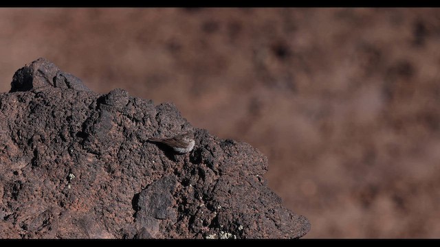 Щеврик архіпелаговий - ML645401584