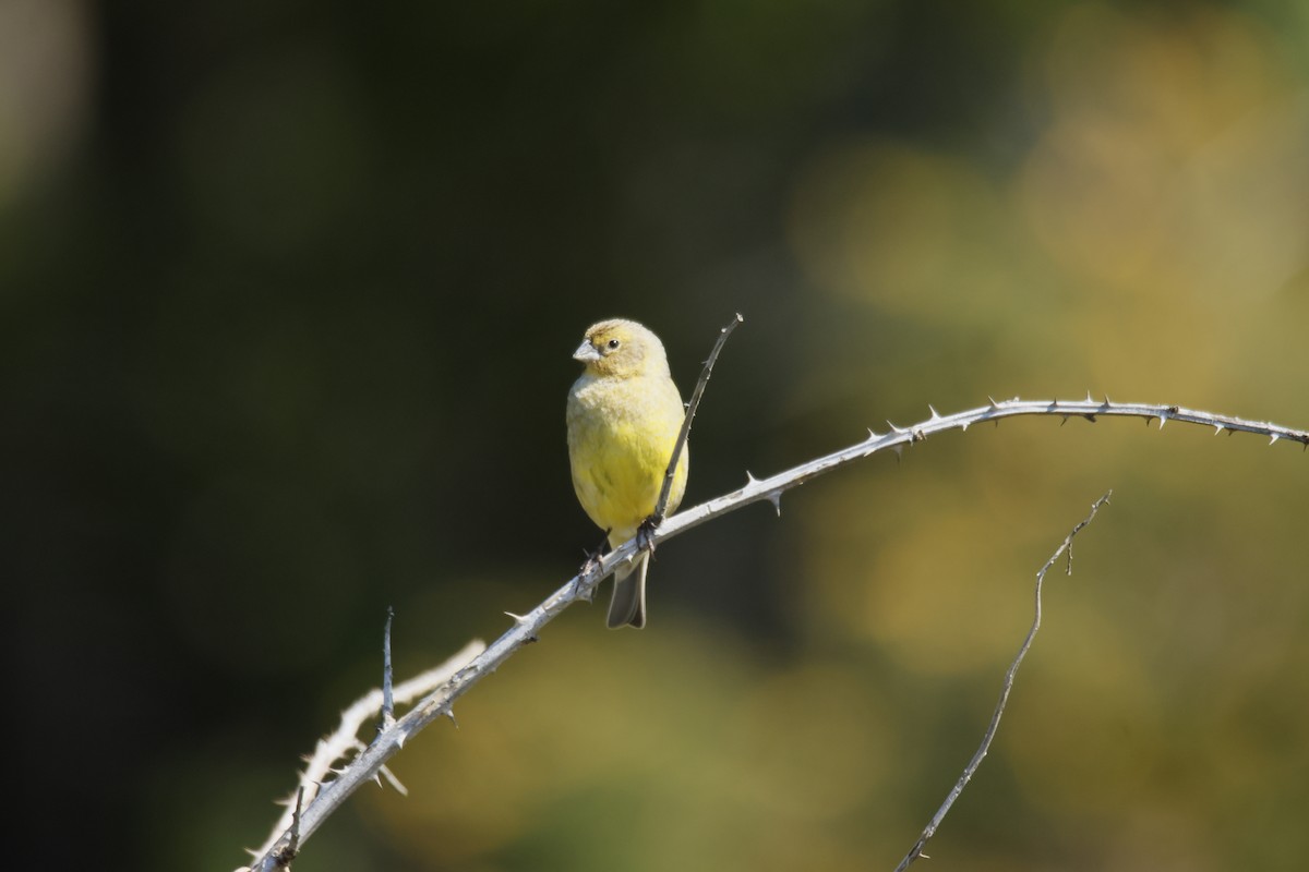 Короткоклювый зерноед - ML645401589