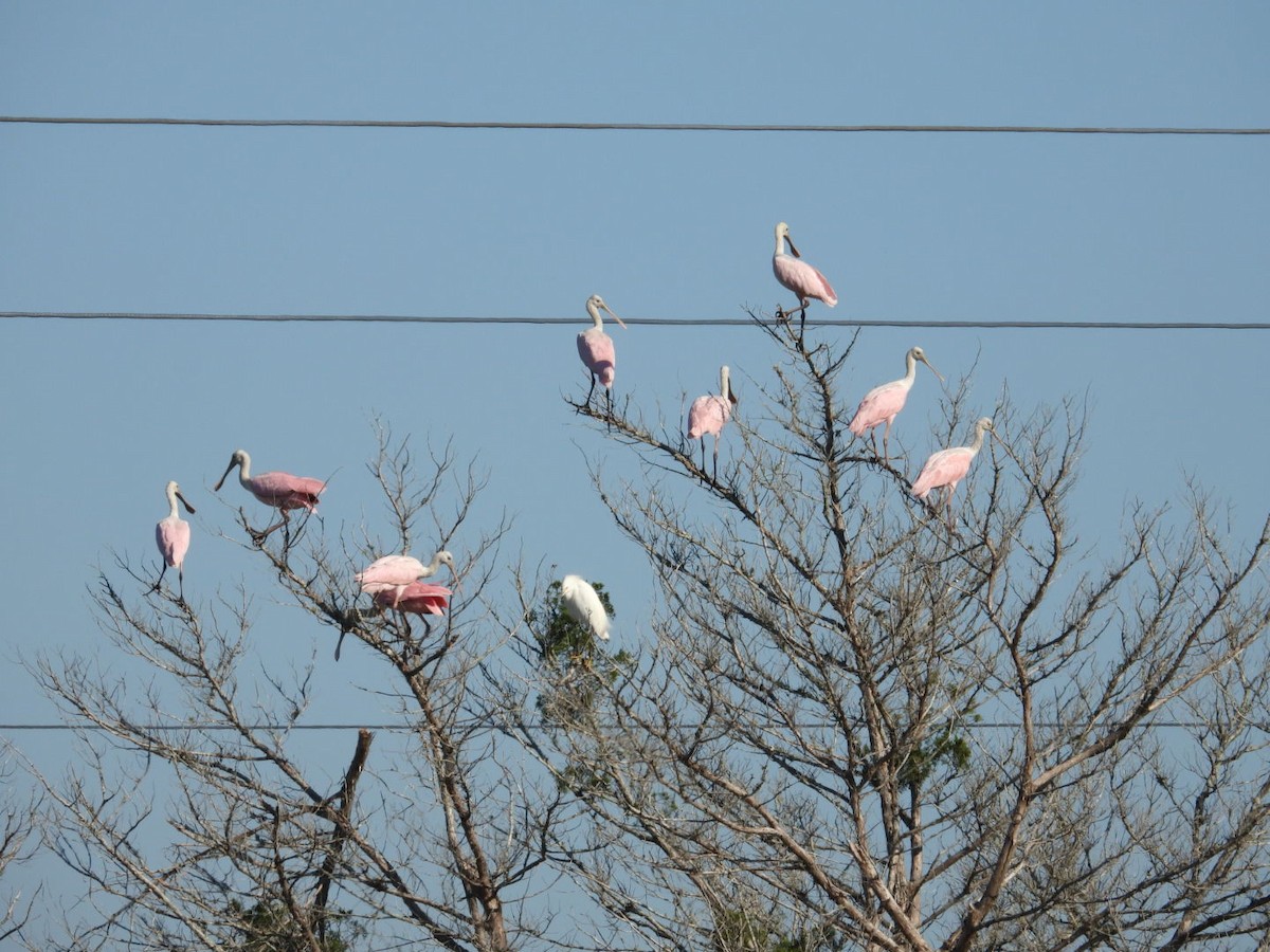 Roseate Spoonbill - ML645401599