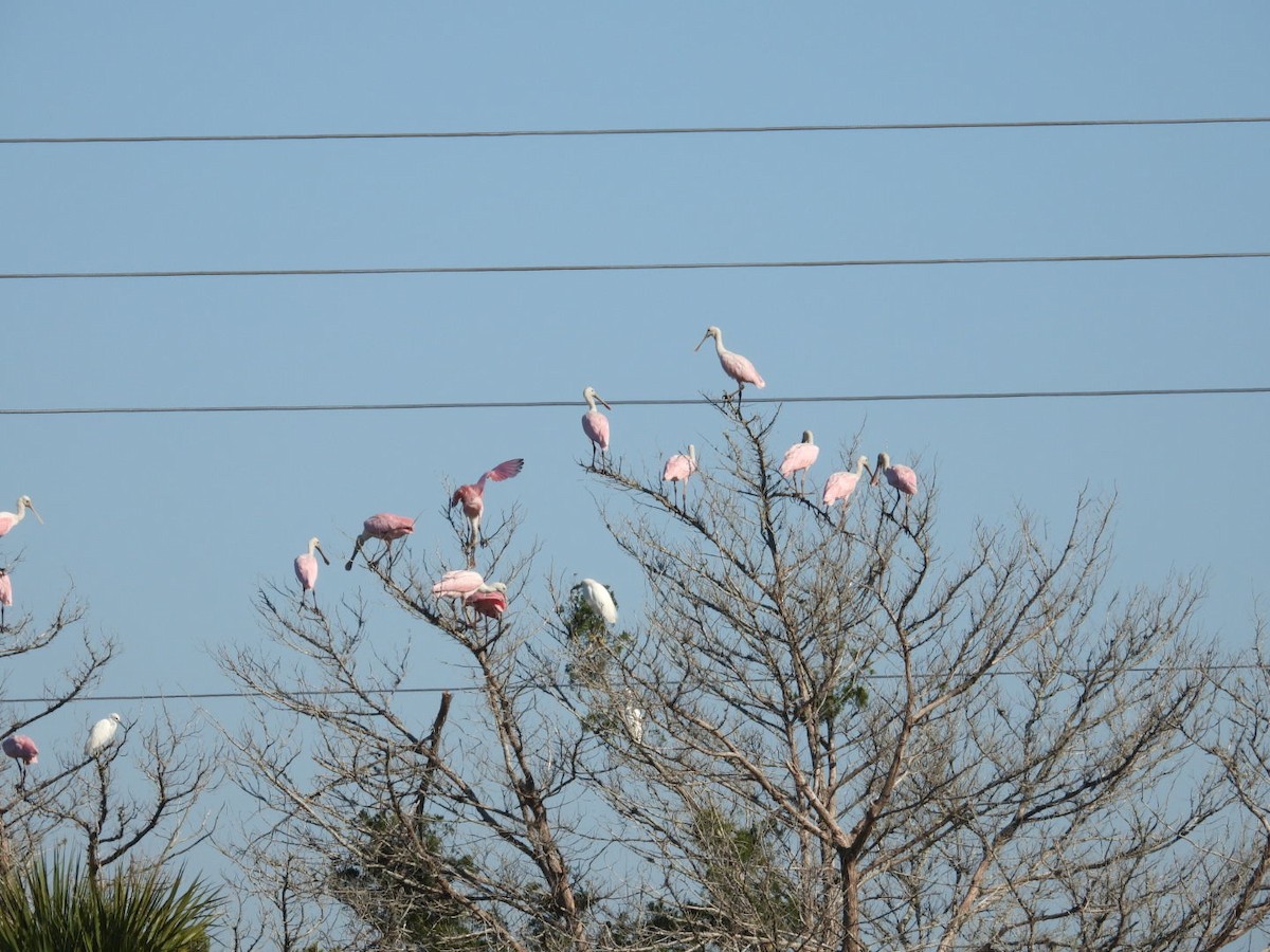 Roseate Spoonbill - ML645401600