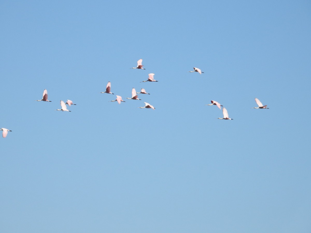 Roseate Spoonbill - ML645401601