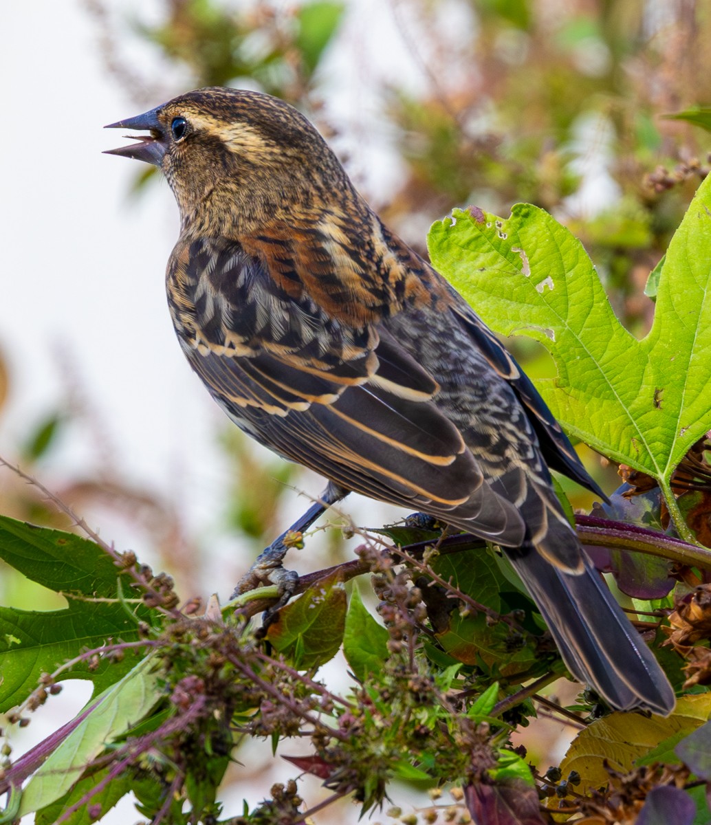 Red-winged Blackbird - ML645401608