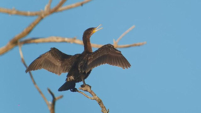 kormorán velký - ML645401610